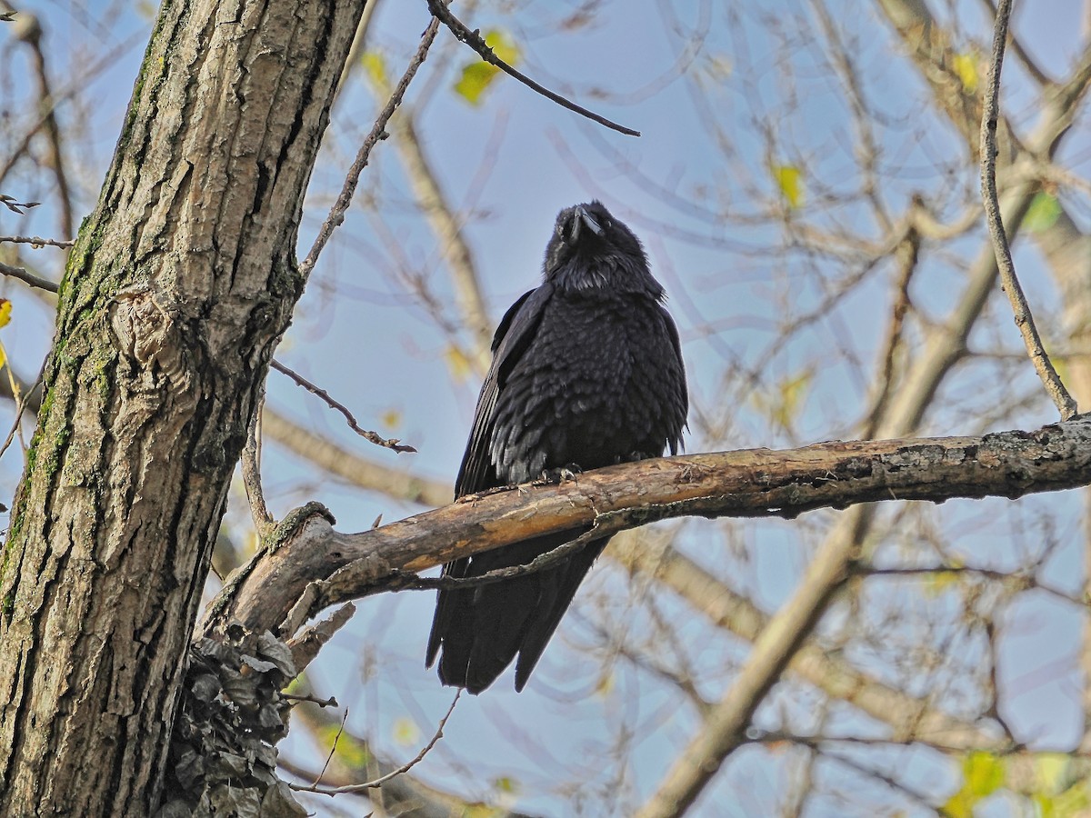 עורב שחור - ML644770306