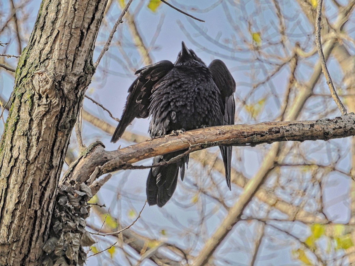 עורב שחור - ML644770307