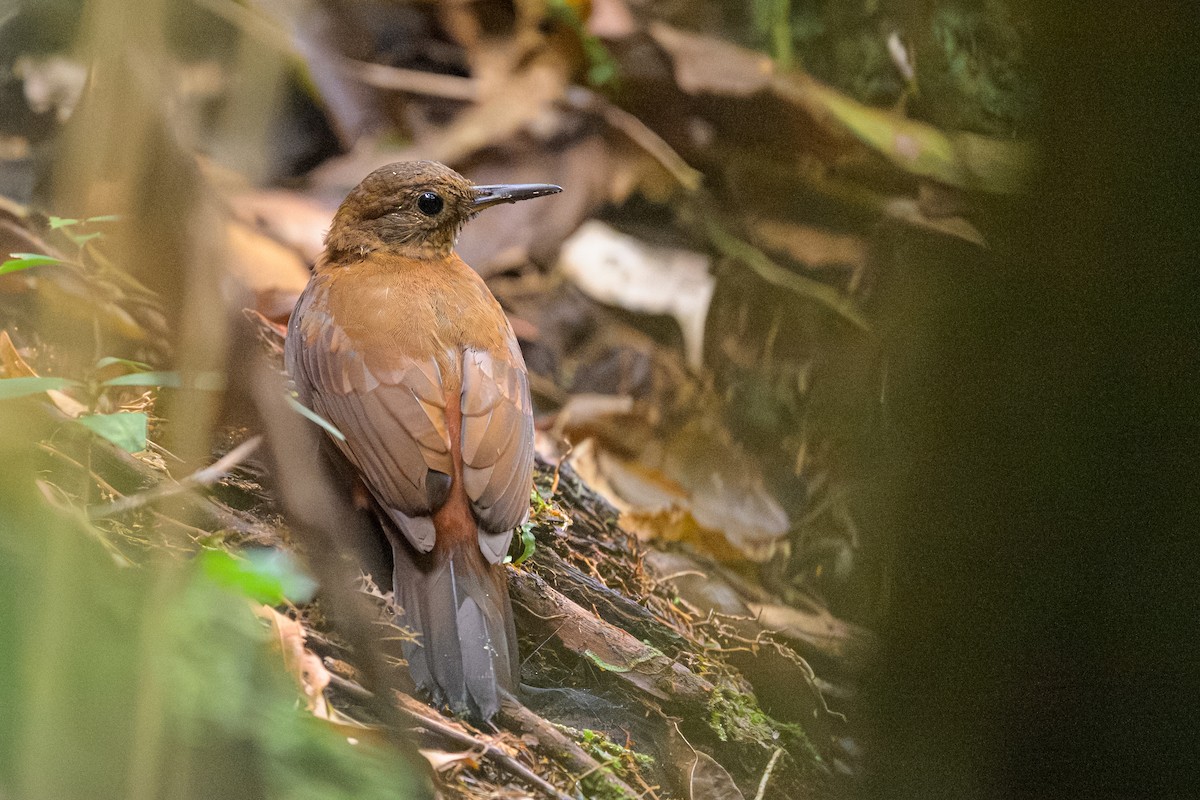 Rufous-breasted Leaftosser - ML644770314