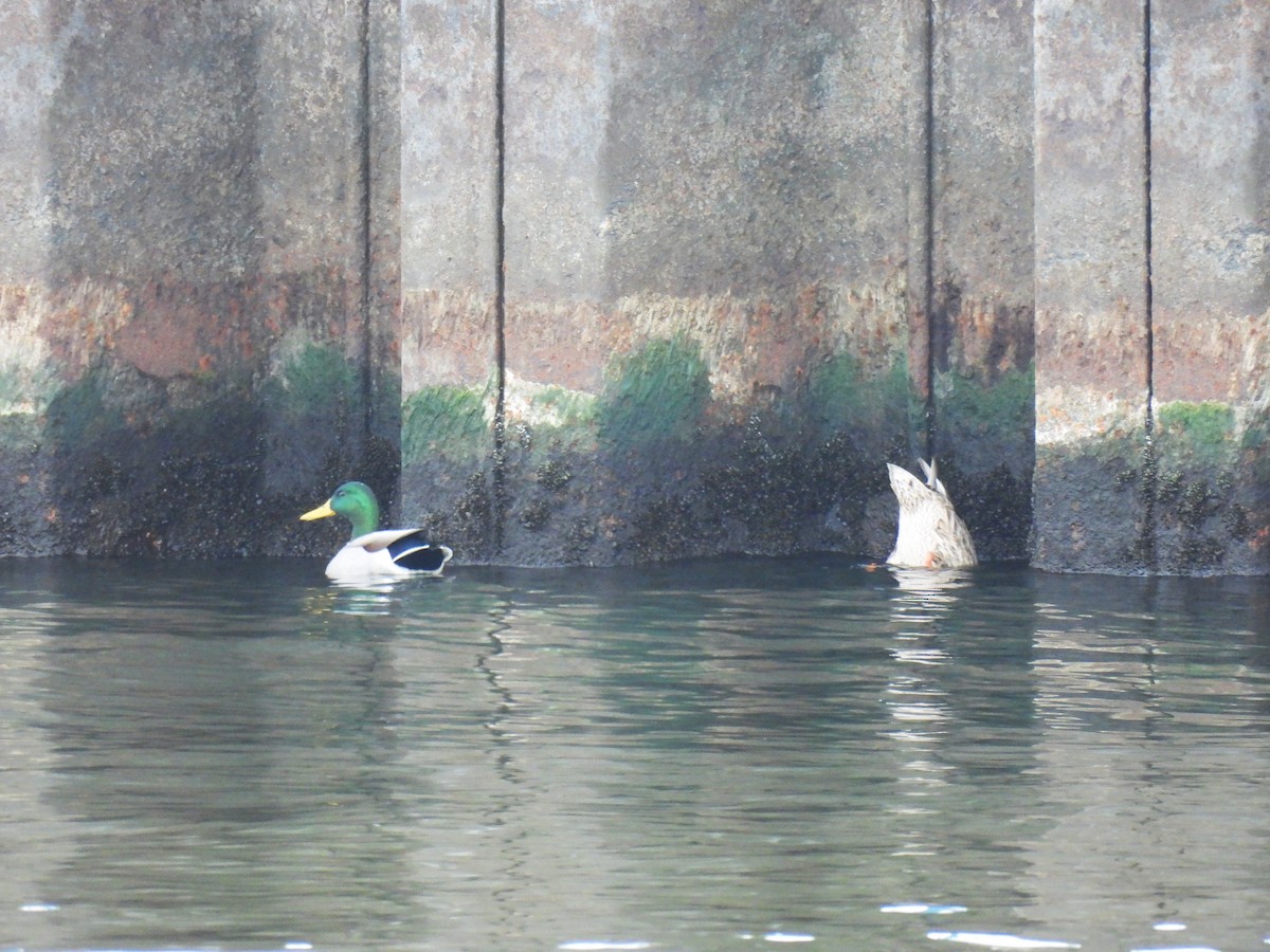 Mallard - ML644770315