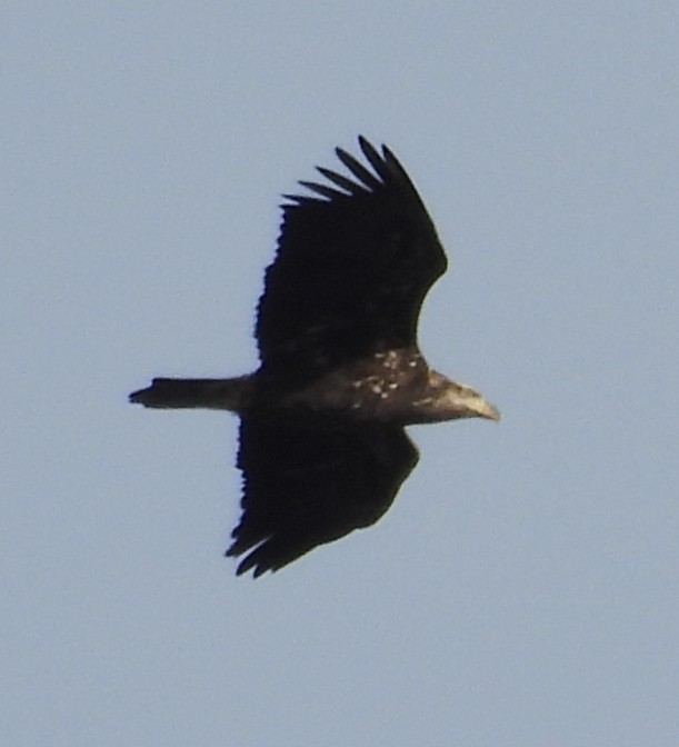 Itsas arrano buruzuria - ML644770316