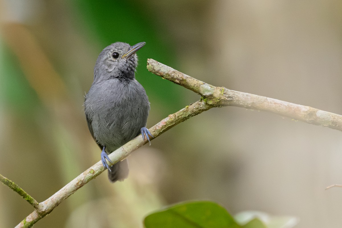 Unicolored Antwren - ML644770320