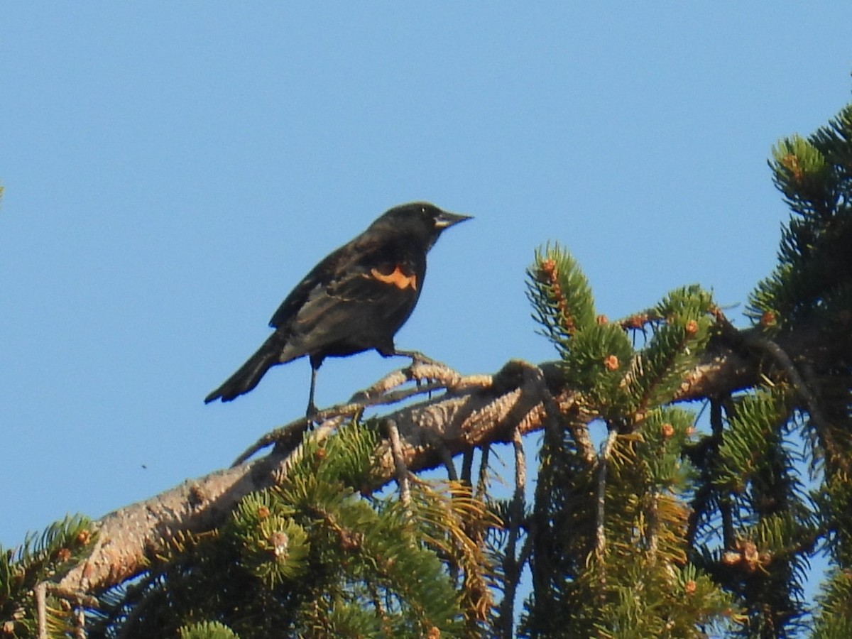 Red-winged Blackbird - ML644770321