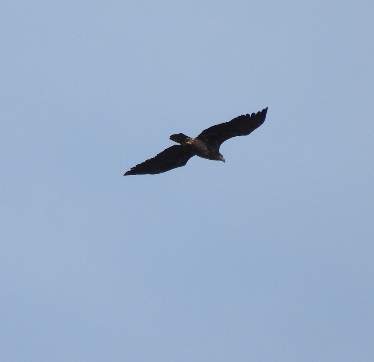 Itsas arrano buruzuria - ML644770327