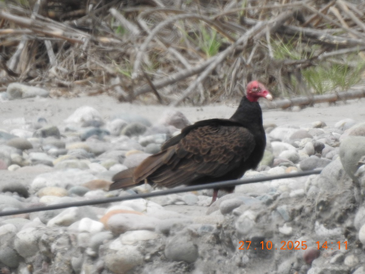 Turkey Vulture - ML644770329