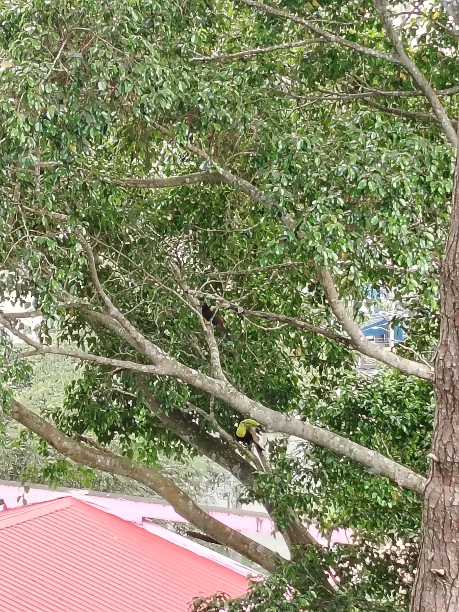 Keel-billed Toucan - ML644770332