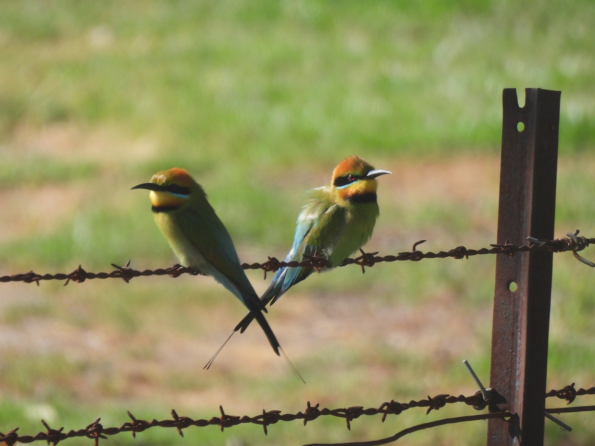 Rainbow Bee-eater - ML644770333