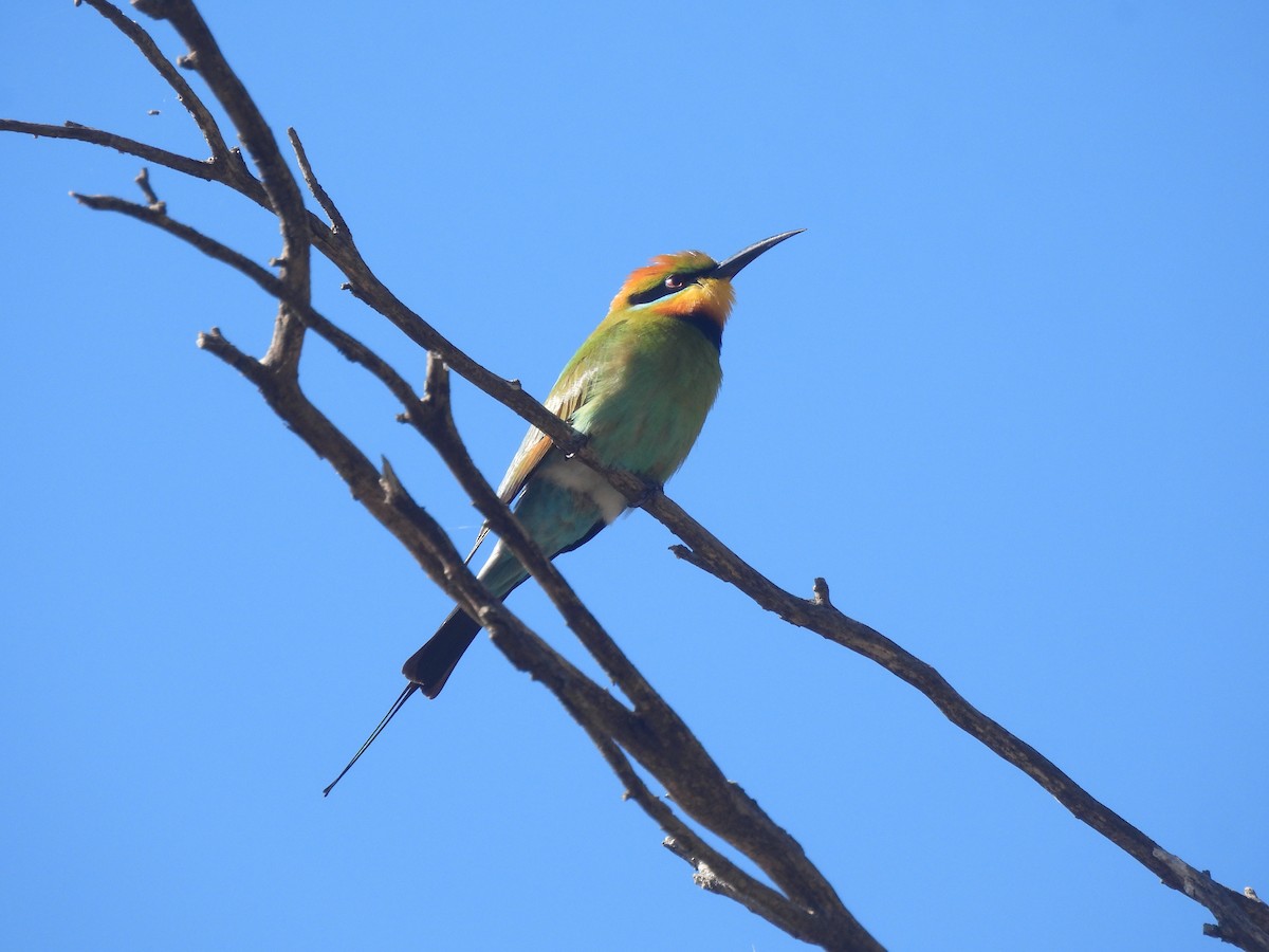 Rainbow Bee-eater - ML644770334