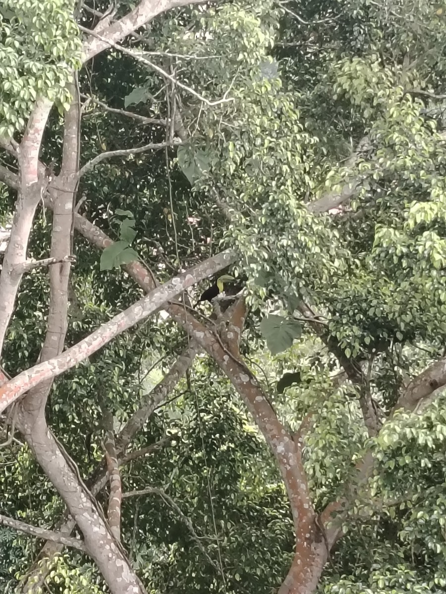 Keel-billed Toucan - ML644770338