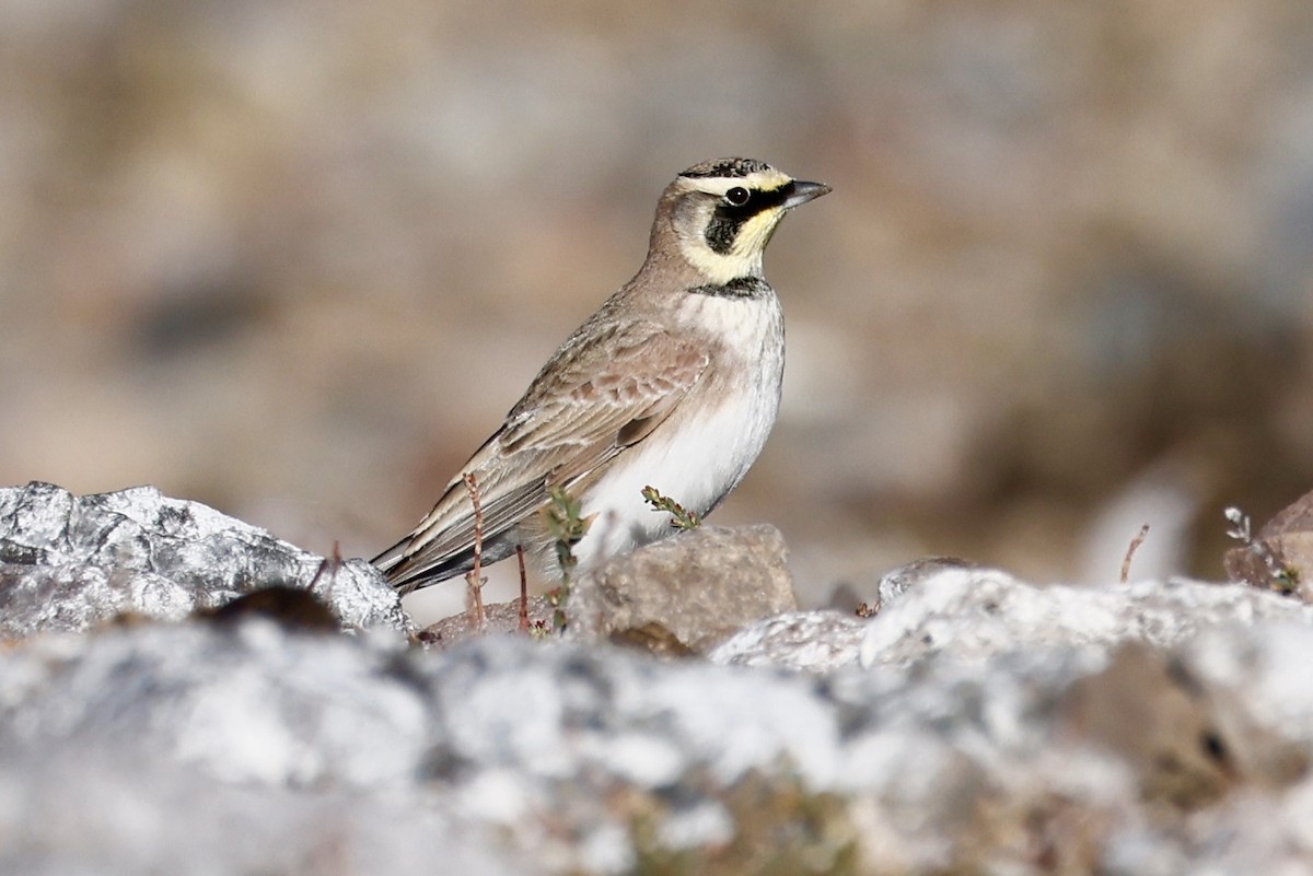 Horned Lark - ML644770342