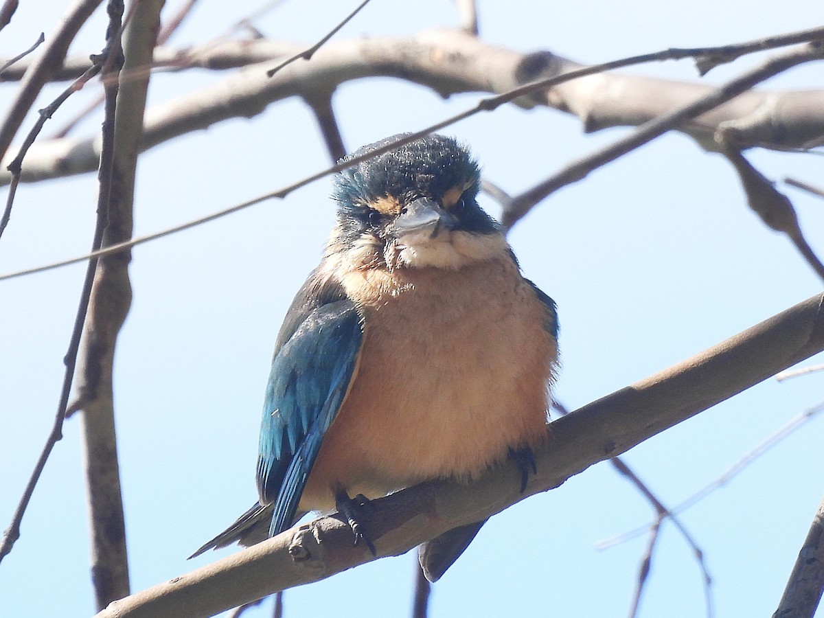 Sacred Kingfisher - ML644770343