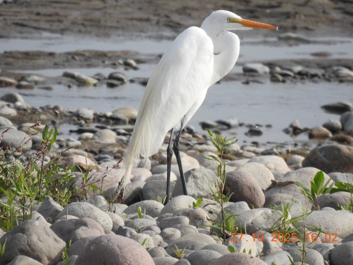 大白鷺 - ML644770344