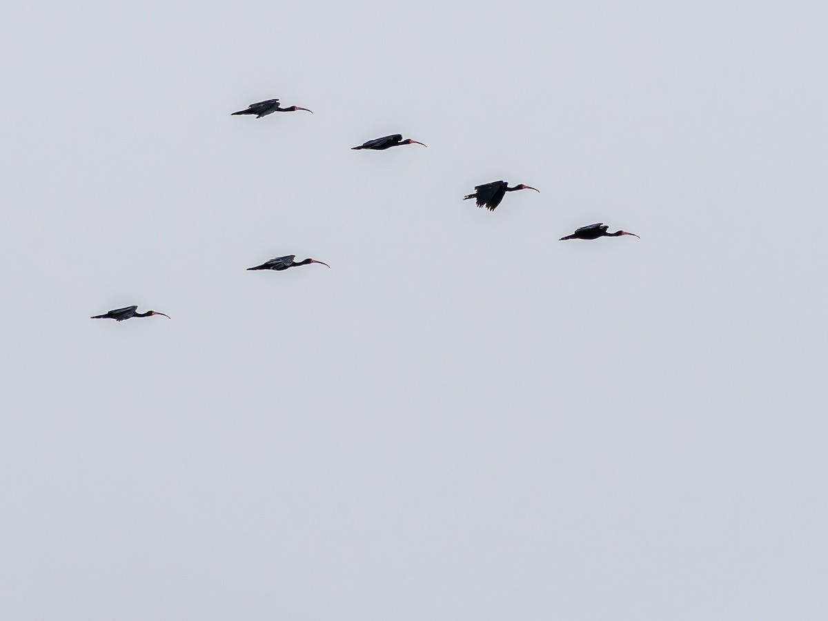 Bare-faced Ibis - ML644770349