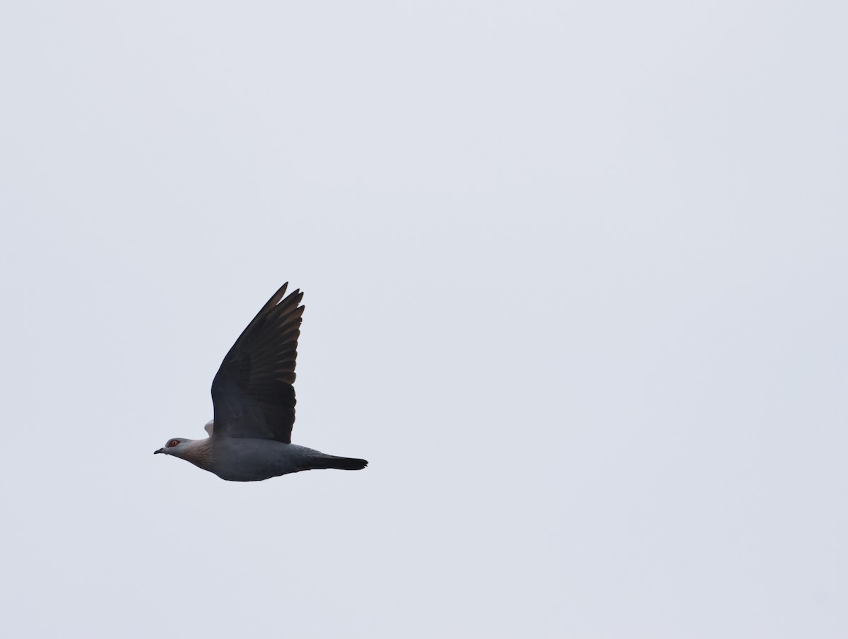 Speckled Pigeon - ML644770357