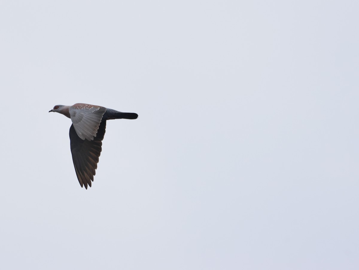 Speckled Pigeon - ML644770358