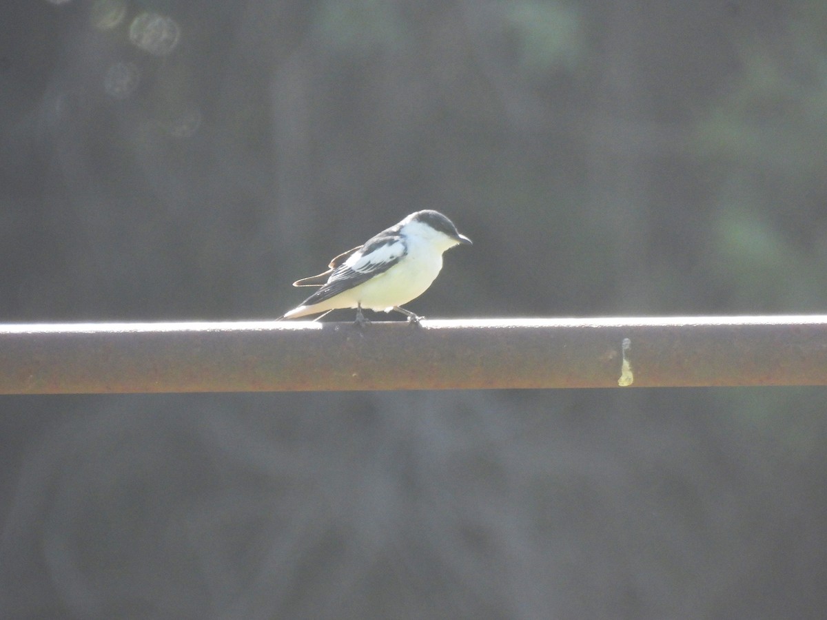 White-winged Triller - ML644770359