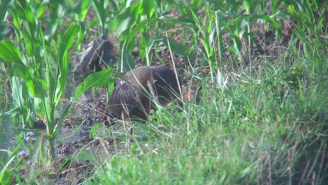 Red-naped Ibis - ML644770360