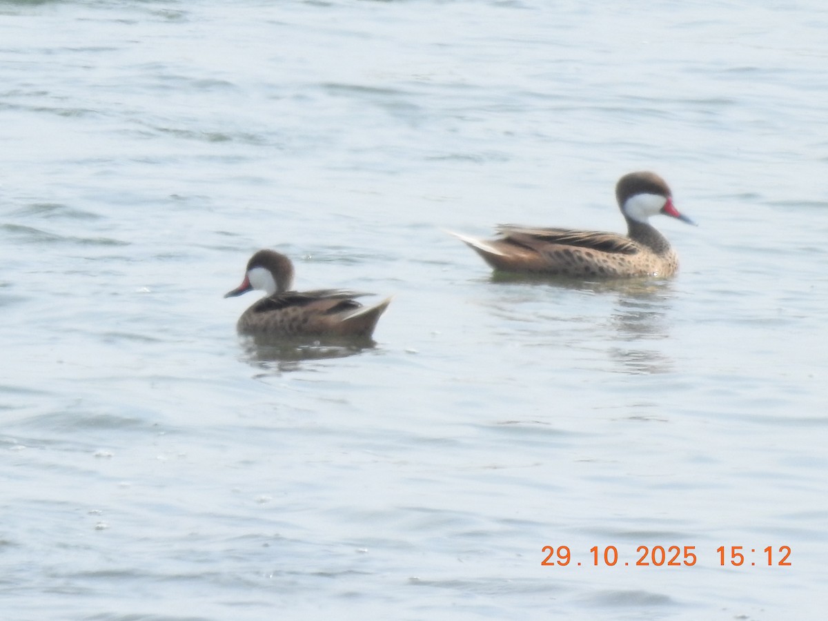 White-cheeked Pintail - ML644770361