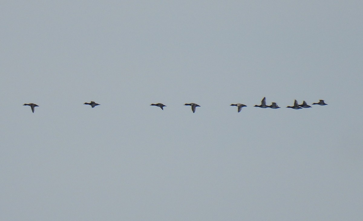 Redhead - ML644770368