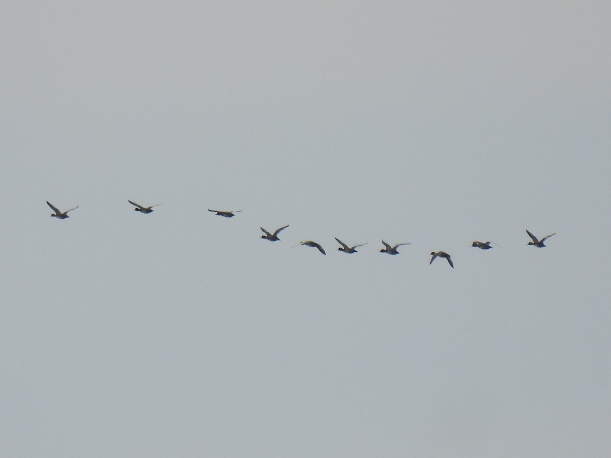 Redhead - ML644770369