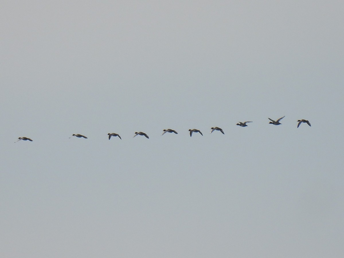 Redhead - ML644770370