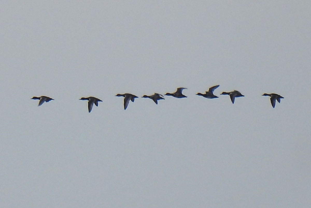 Redhead - ML644770371