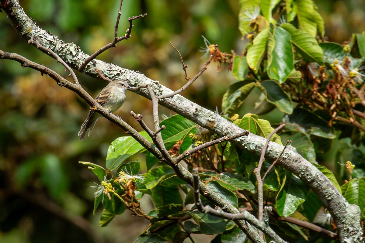 Graubraun-Kleintyrann (incomtus/eremonomus) - ML644770375