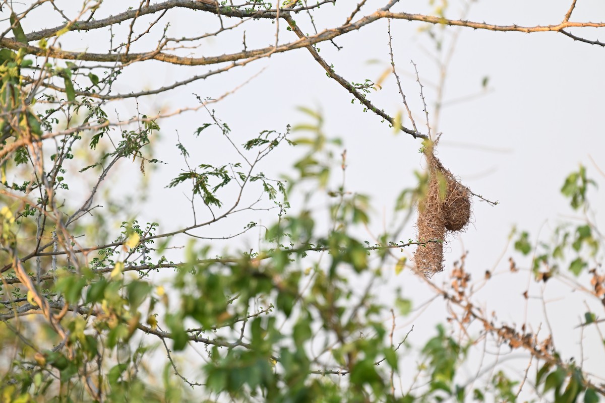 Black-headed Weaver - ML644770377