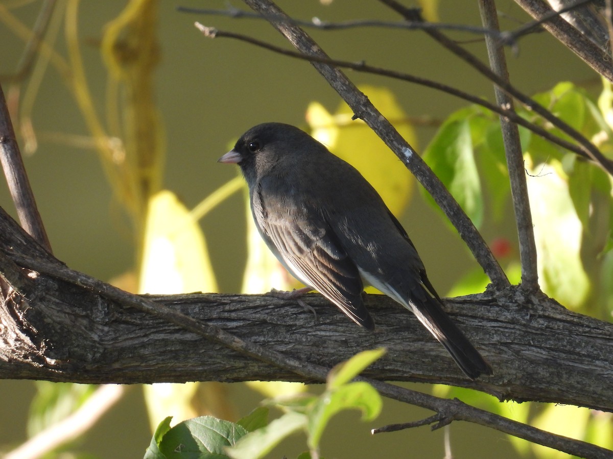 Dark-eyed Junco - ML644770379
