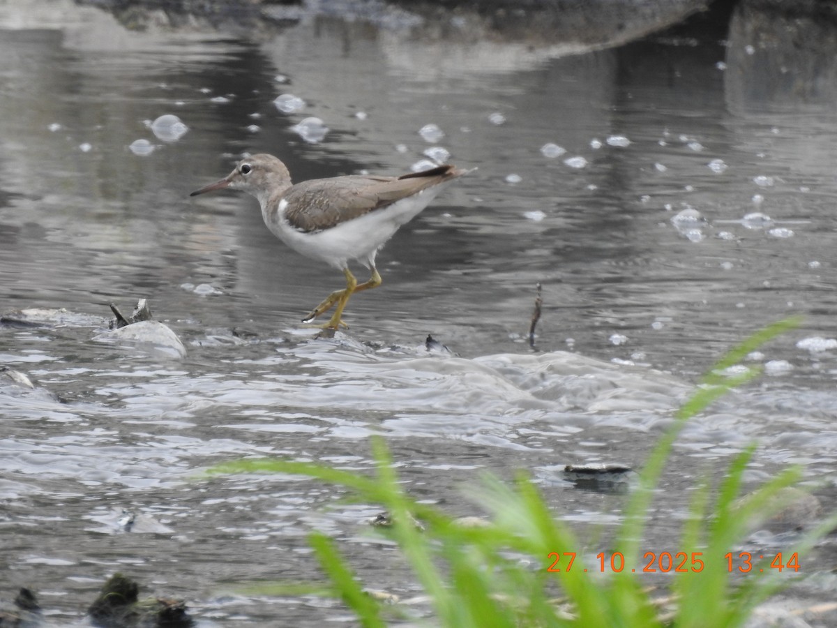 Spotted Sandpiper - ML644770382