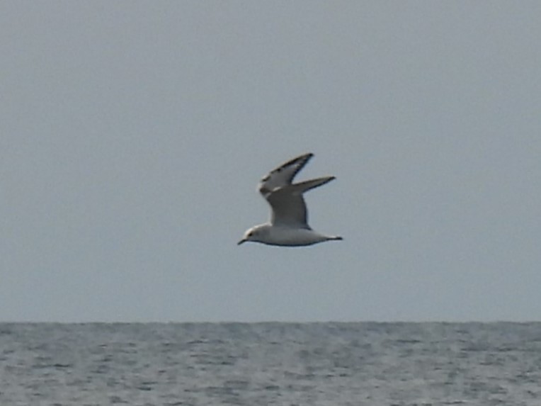 Bonaparte's Gull - ML644770387