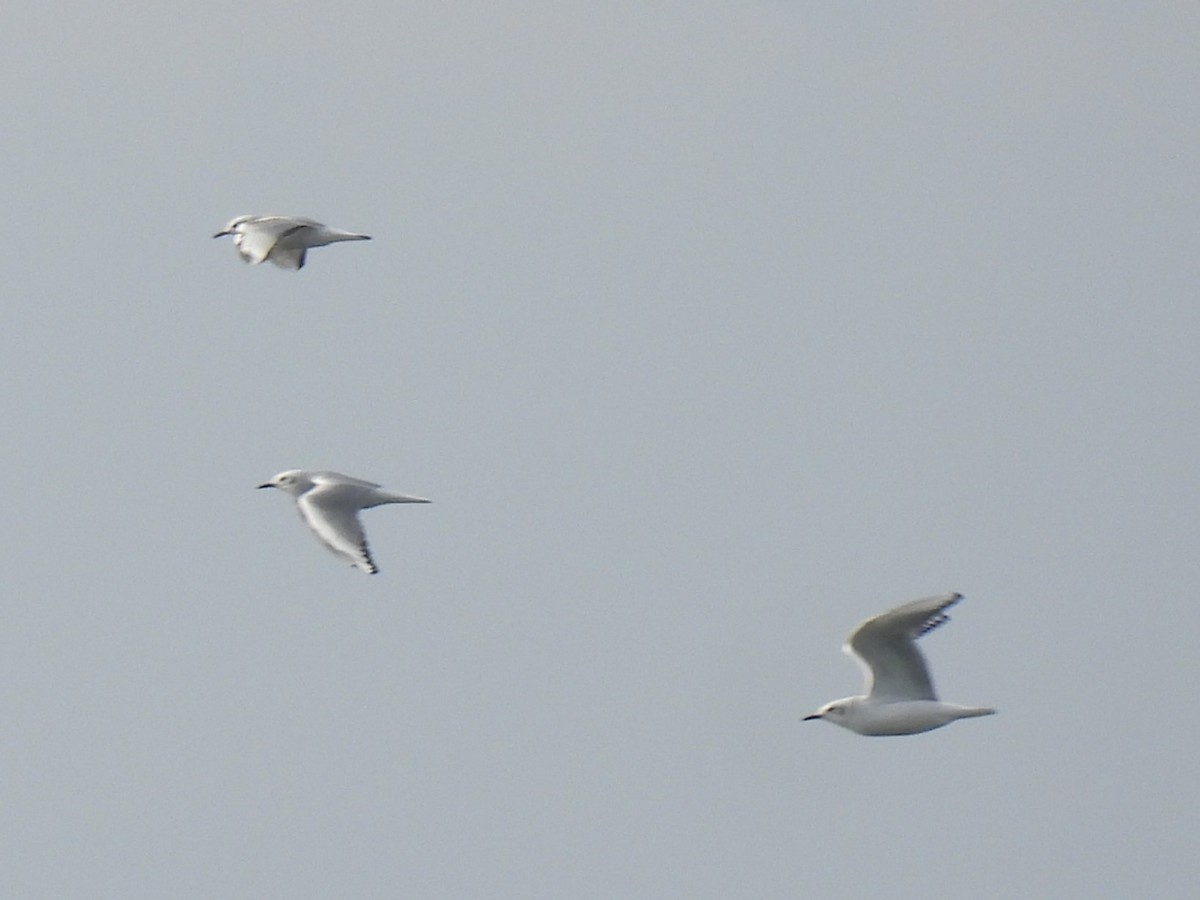 Bonaparte's Gull - ML644770388