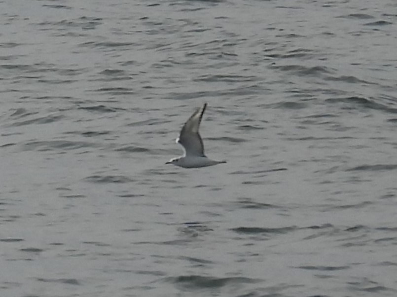 Bonaparte's Gull - ML644770392