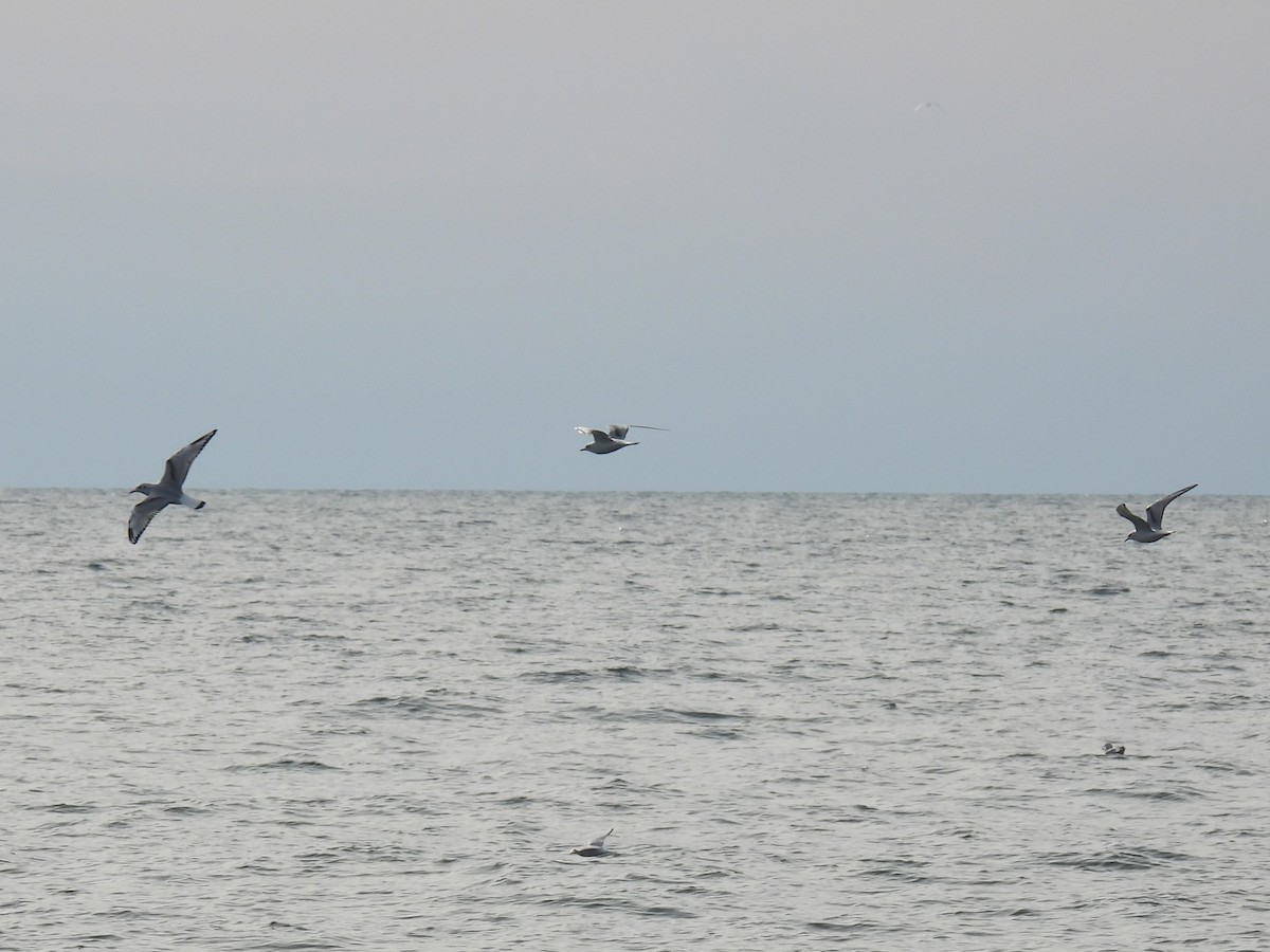 Bonaparte's Gull - ML644770393