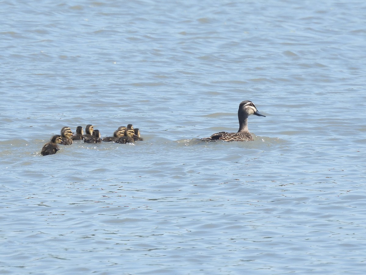 Pacific Black Duck - ML644770398