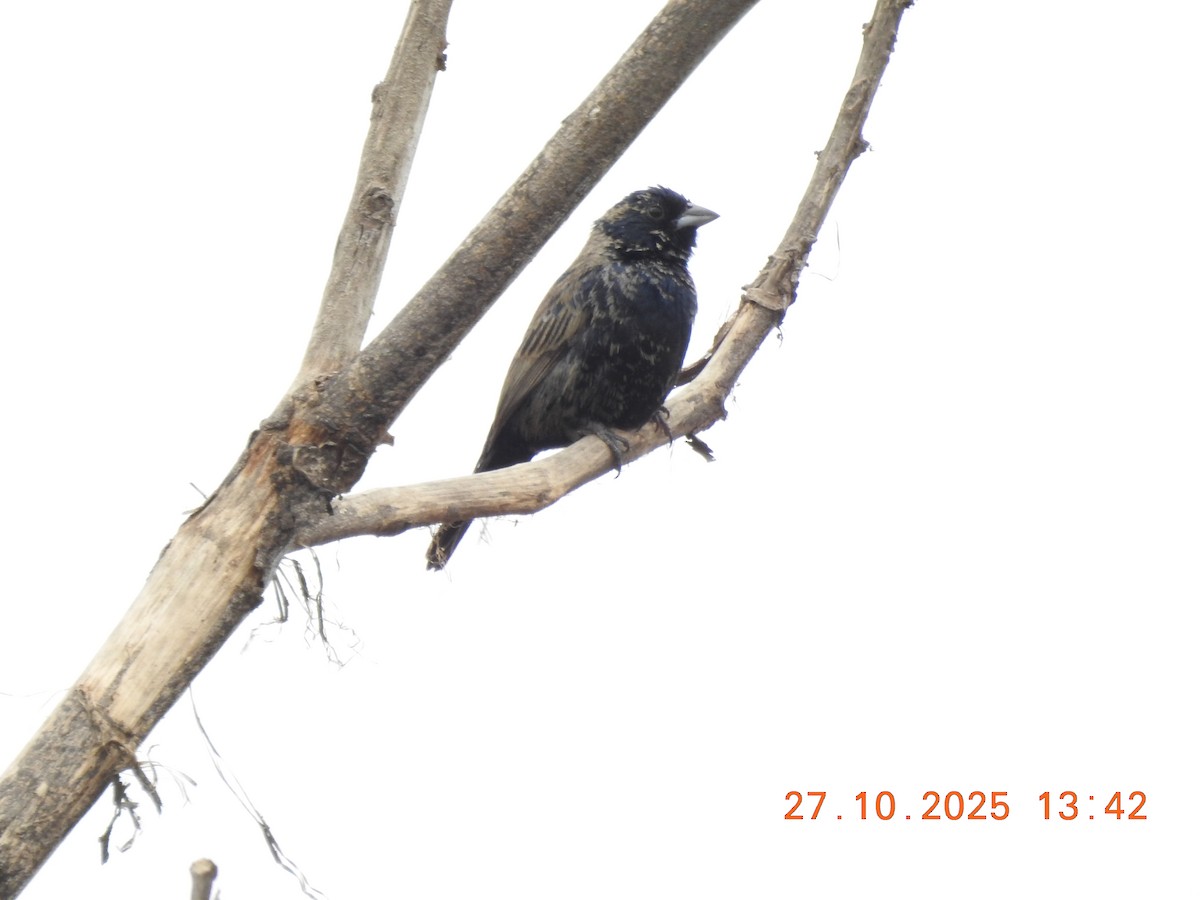 Blue-black Grassquit - ML644770401