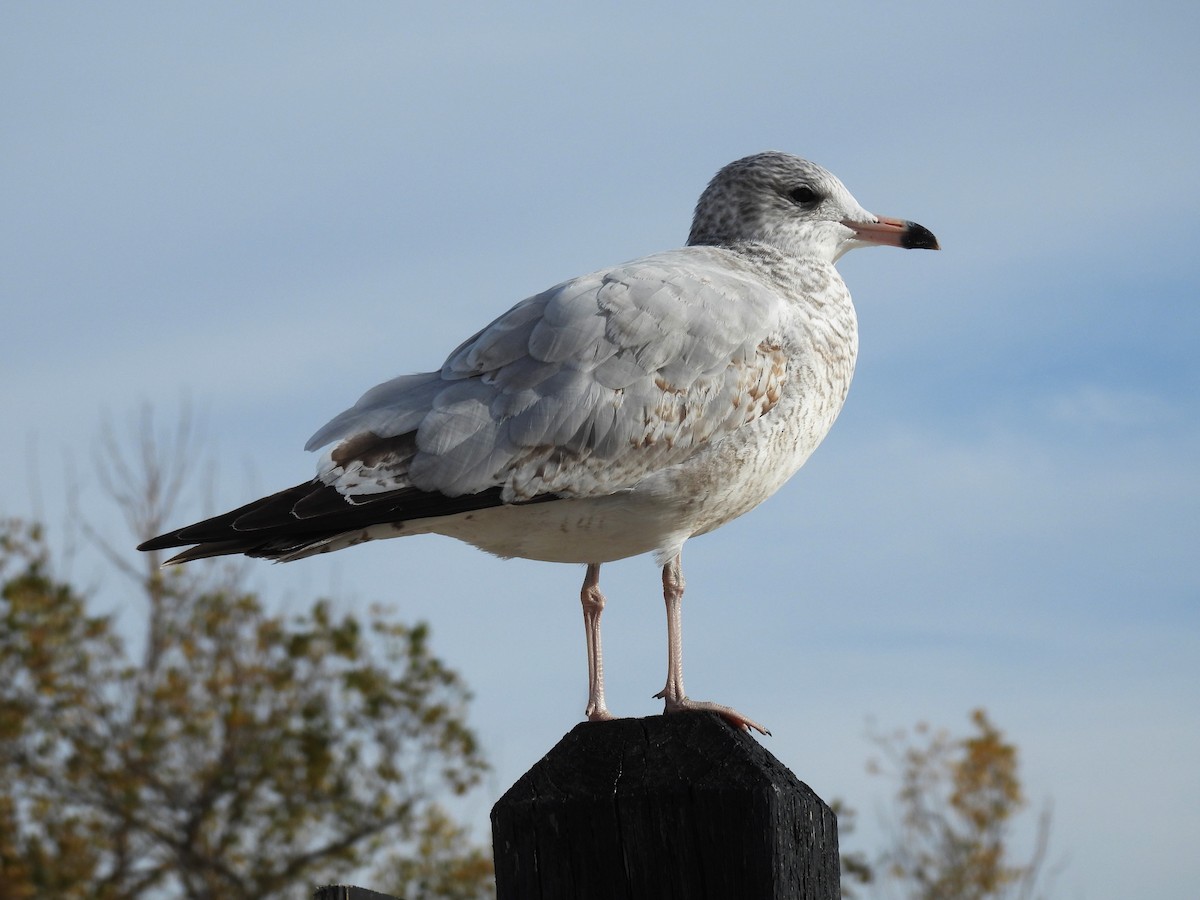 Ring-billed Gull - ML644770407
