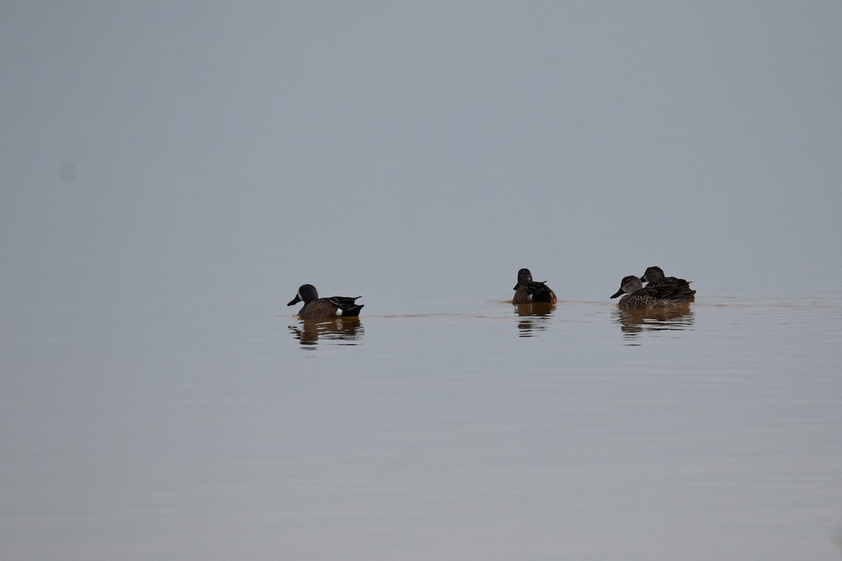 ミカヅキシマアジ - ML644770417
