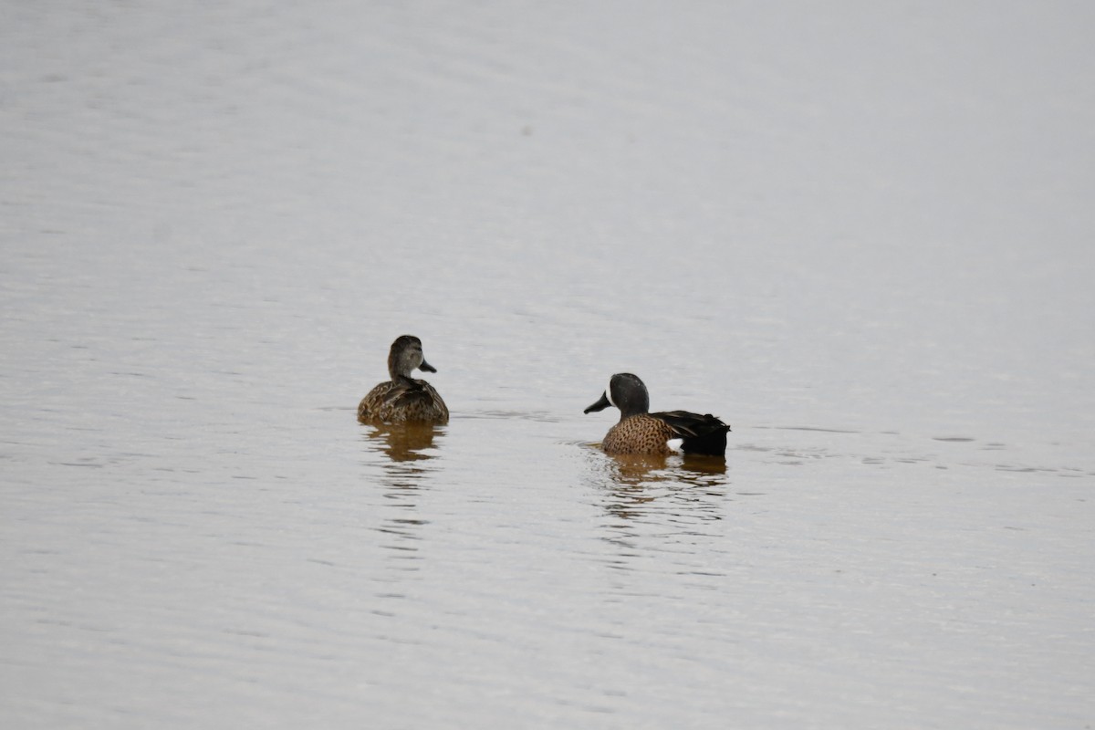 ミカヅキシマアジ - ML644770418