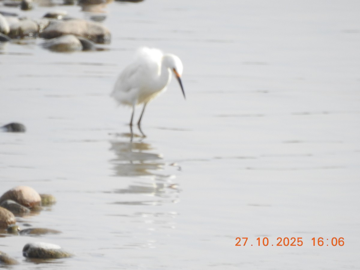 Snowy Egret - ML644770419
