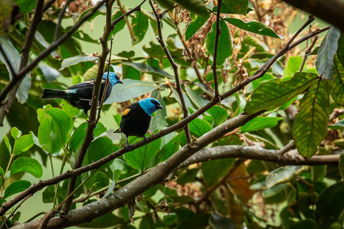 Танагра блакитношия - ML644770422