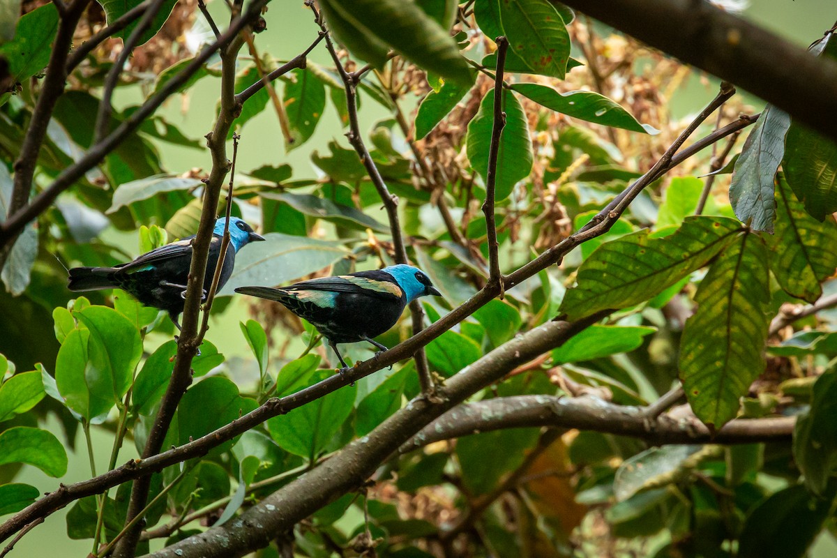 Танагра блакитношия - ML644770423