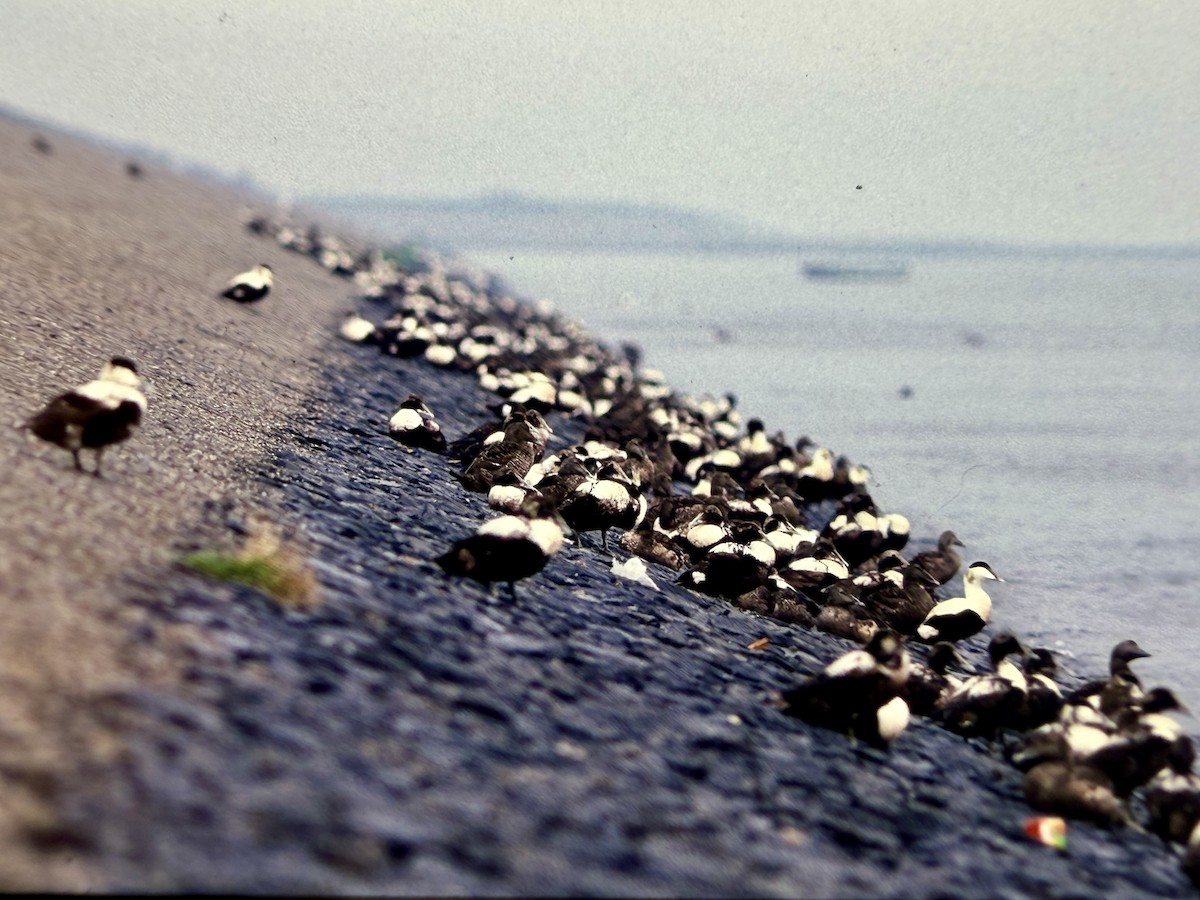 Common Eider - ML644770426
