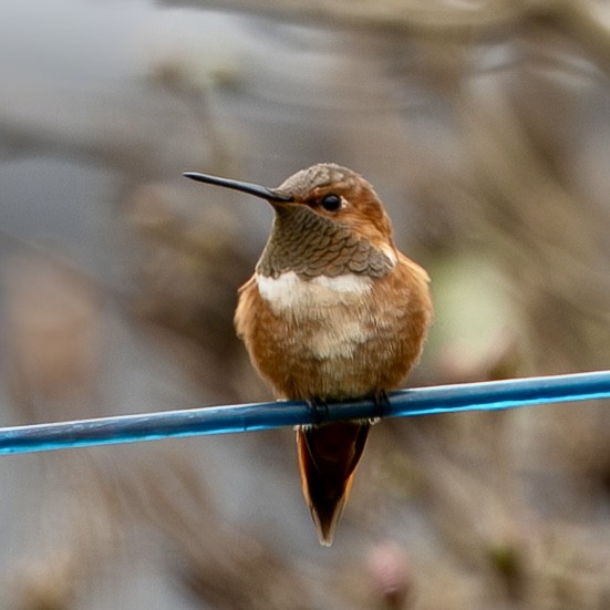 Rufous Hummingbird - ML644770427