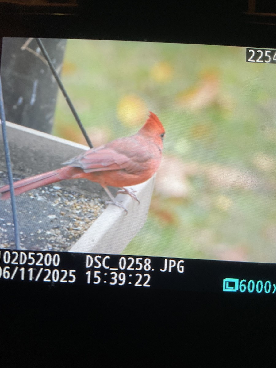 Kırmızı Kardinal - ML644770429