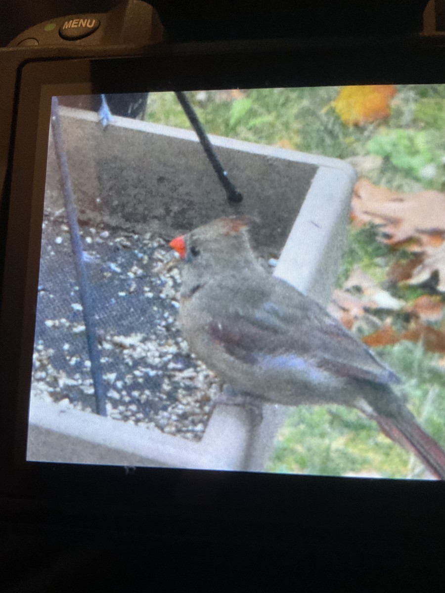 Kırmızı Kardinal - ML644770430