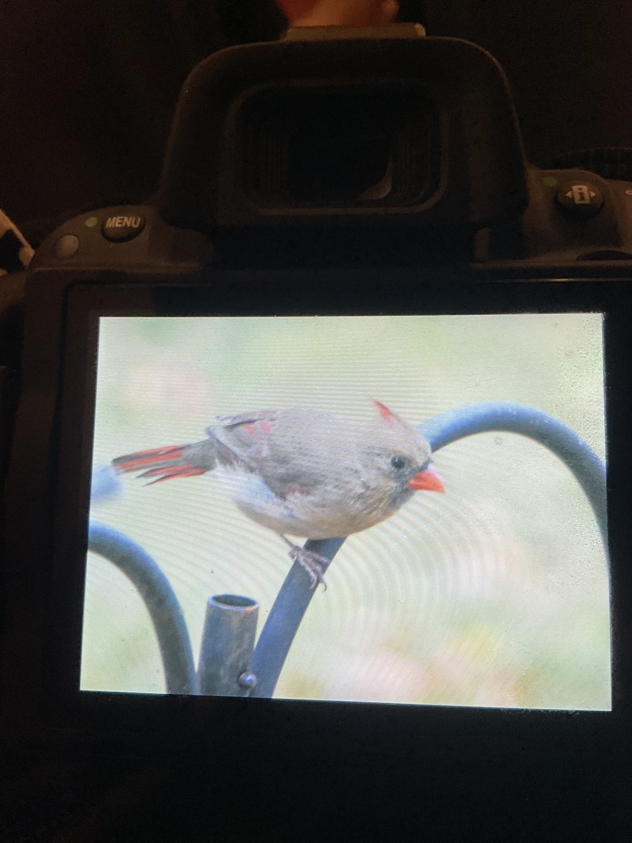 Kırmızı Kardinal - ML644770432