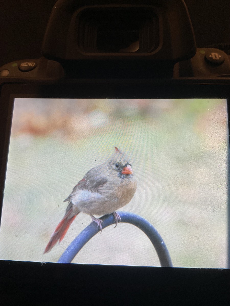 Kırmızı Kardinal - ML644770433