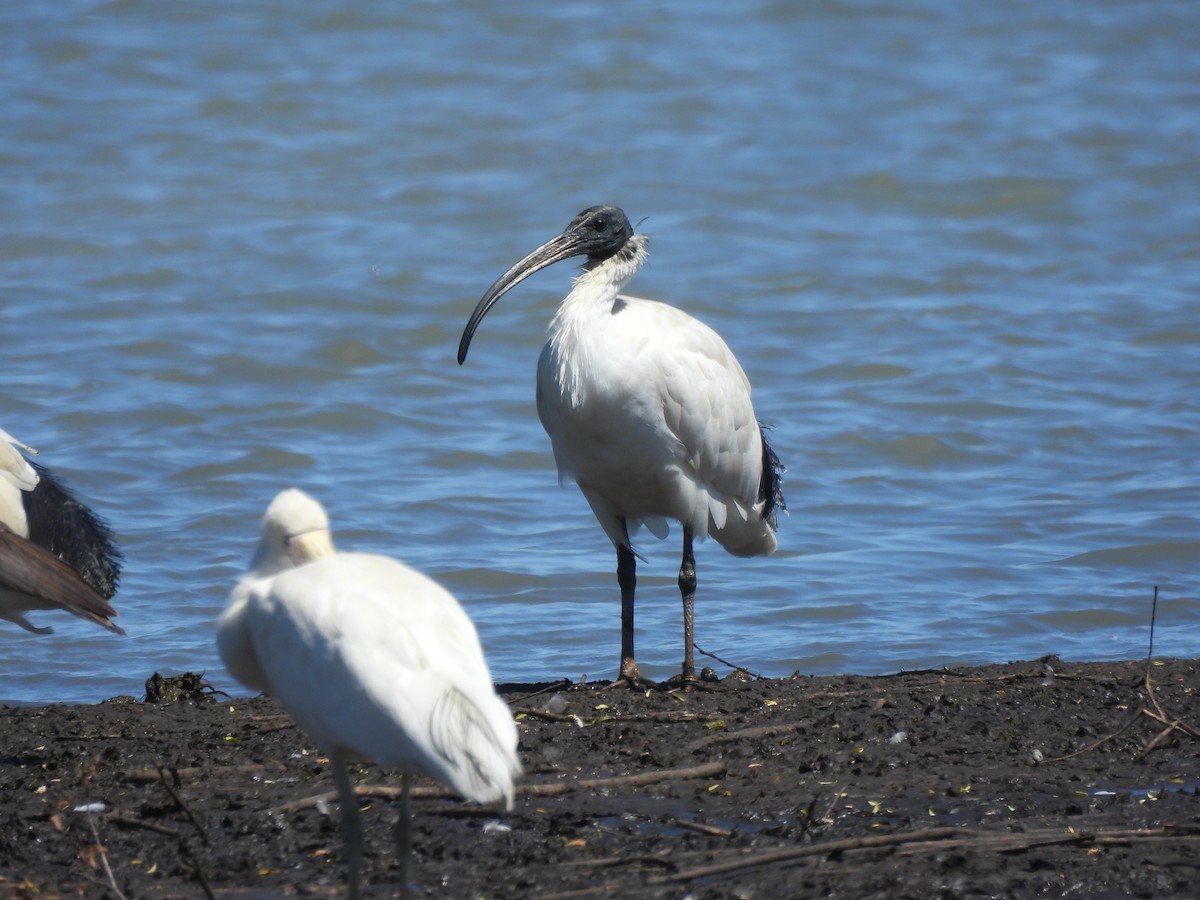 Australian Ibis - ML644770439