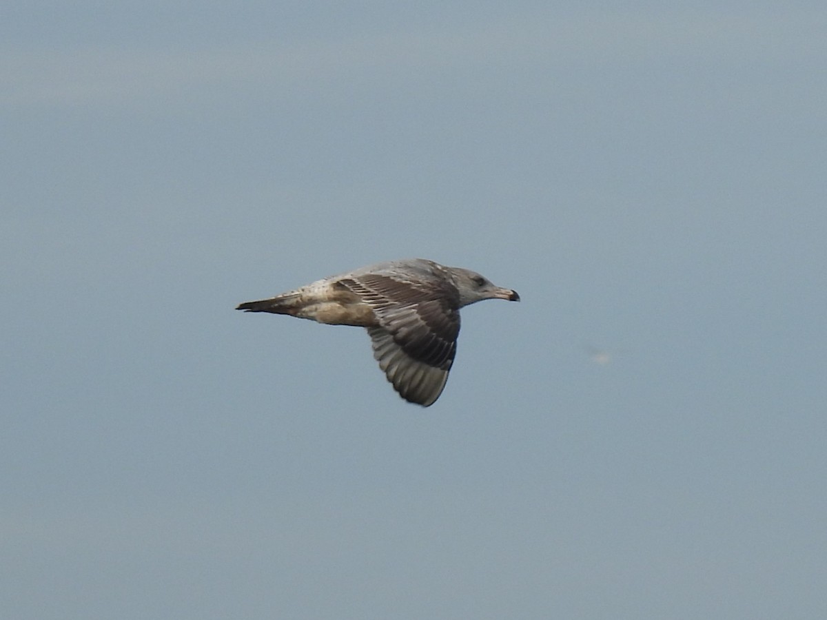 American Herring Gull - ML644770441
